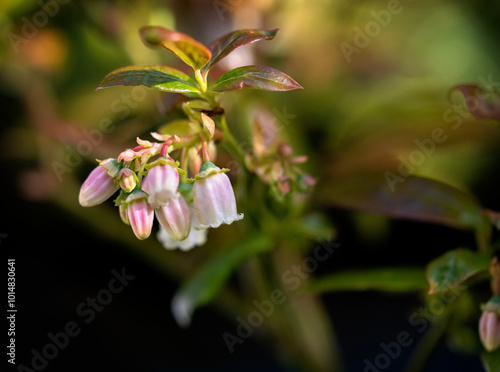 pink mayberry flower 