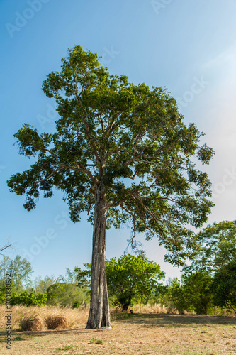 tree in the field