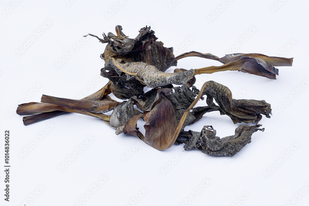 Fototapeta premium Dry leaves, old dead leaves isolated white background, Dry / dead banana leaves