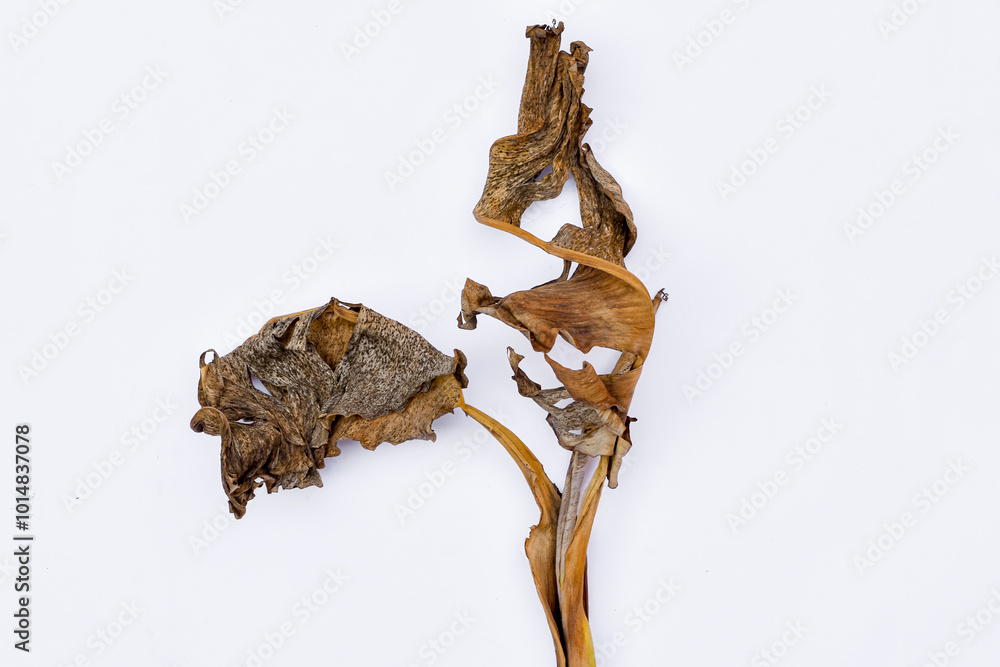 Dry leaves, old dead leaves isolated white background, Dry / dead banana leaves Dry leaves, old dead leaves isolated white background, Dry / dead banana leaves