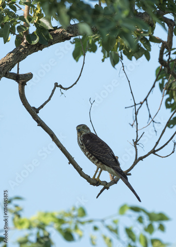 Shikra (Accipiter badius) perched in the tree branch. The shikra is a small, agile hawk known for hunting birds and small mammals, found in forests and urban areas.