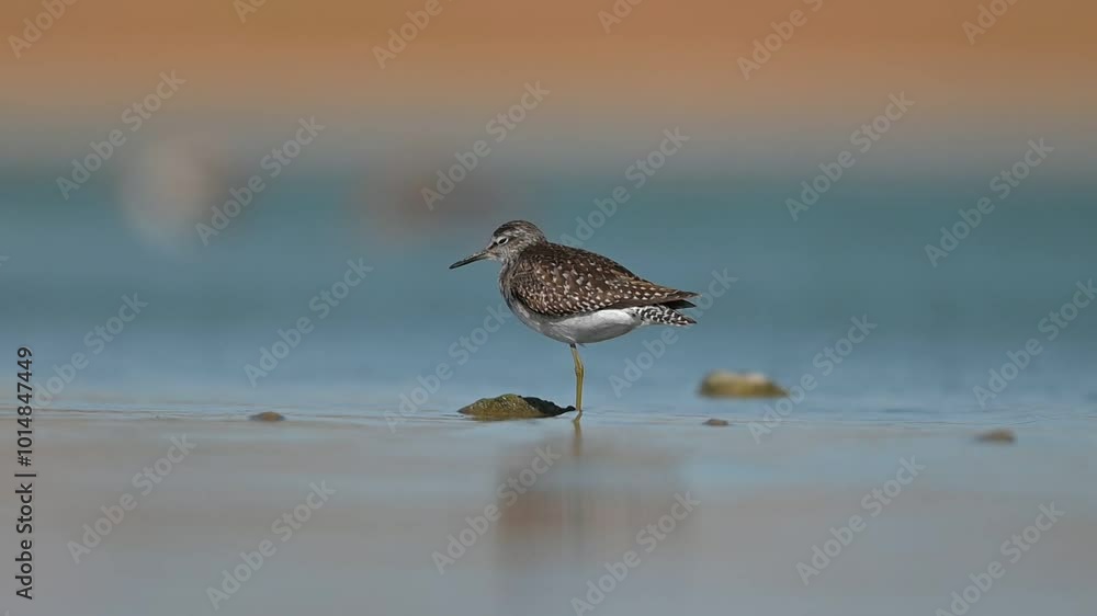 Wood Sandpiper
(Tringa glareola) is a bird that feeds on invertebrates in wetlands. It lives in suitable habitats in Asia, Europe, Africa and America. Wood Sandpiper
(Tringa glareola) is a bird that feeds on invertebrates in wetlands. It lives in suitable habitats in Asia, Europe, Africa and America.