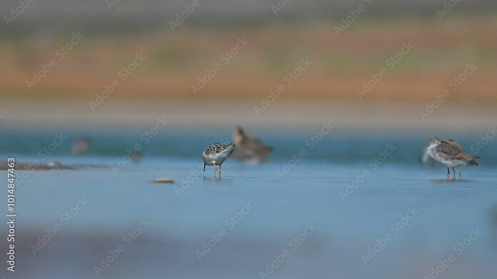 There are many species in the Kabakli pond in Diyarbakır.
Ruff (Calidris pugnax), Common Redshank (Tringa totanus) and Little Stint (Calidris minuta) are feeding together.
There are many species in the Kabakli pond in Diyarbakır.
Ruff (Calidris pugnax), Common Redshank (Tringa totanus) and Little Stint (Calidris minuta) are feeding together.