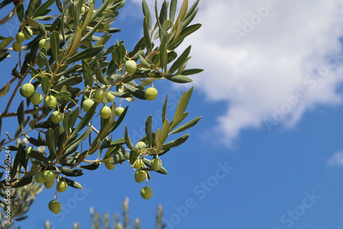 Olive tree branch with green olives against blue sky and white clouds, Croatia, Dalmatia