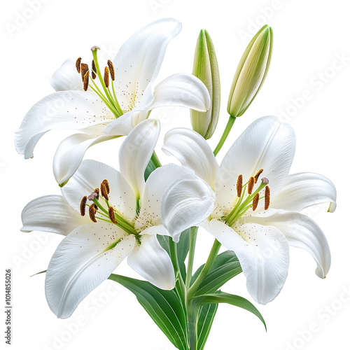 Easter lilies isolated on transparent background