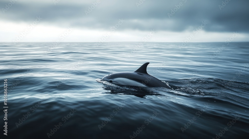 Fototapeta premium Dolphin Swimming in the Ocean