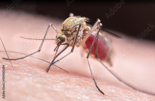 Extreme close-up of mosquito biting person