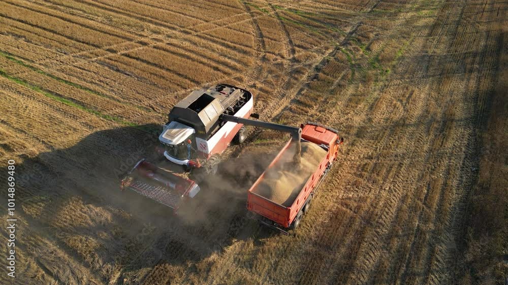 Combine harvester is unloading wheat grain into a truck in sunny day Combine harvester is unloading wheat grain into a truck in sunny day
