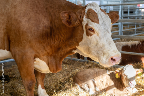 Mother brown Cow and Calf Resting in Barn Together