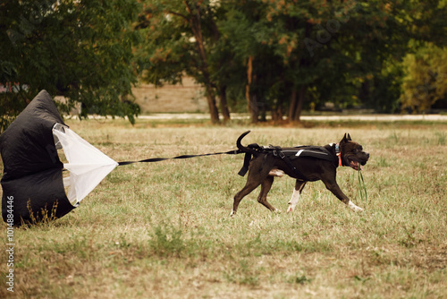 Training a serious dog outdoors. A black and white American Staffordshire Terrier runs around the field in a special sports harness with a parachute attached. photo