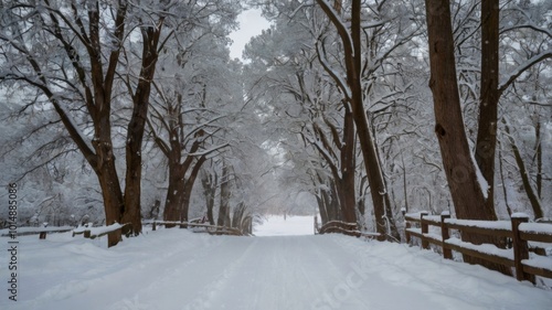 winter in the park, snow covered the road