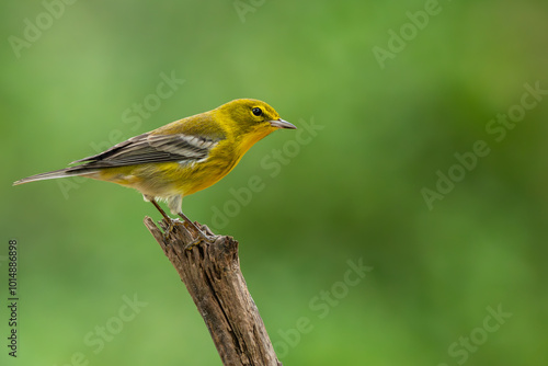 Pine Warbler perched on a tree branch