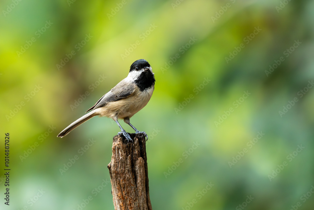 Carolina Chickadee perched on a tree branch Carolina Chickadee perched on a tree branch