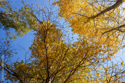 The sky is blue and the trees are yellow