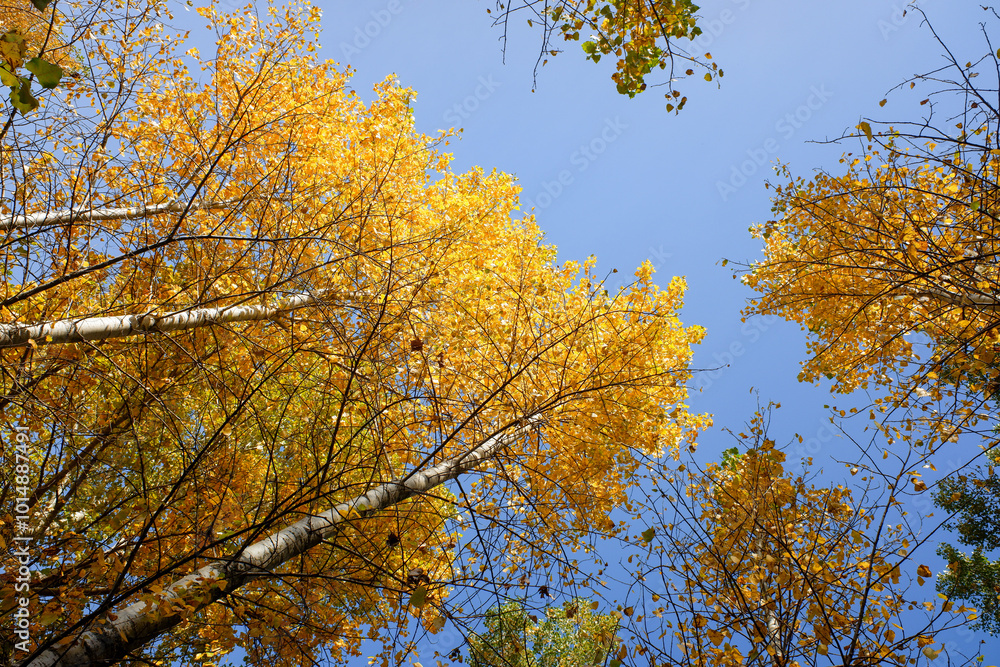 The sky is blue and the trees are full of yellow leaves The sky is blue and the trees are full of yellow leaves