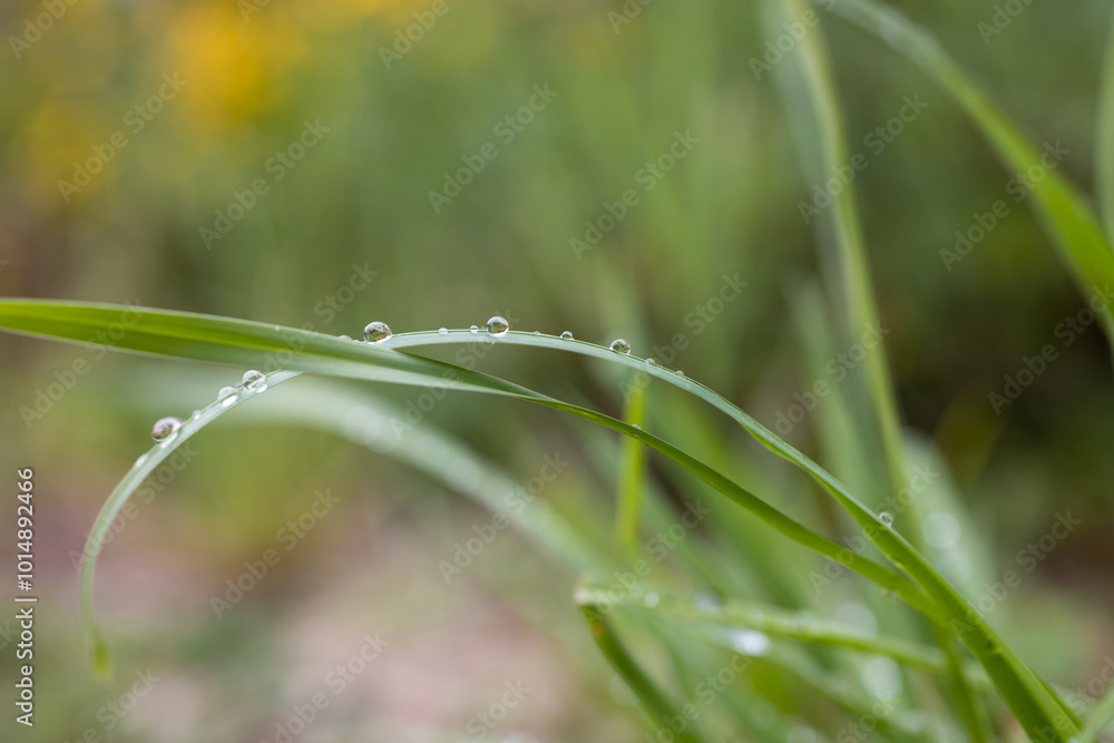 Delicate dew drops rest on the tips of grass blades, catching the morning light. The blurred background enhances the focus on the water droplets, evoking a fresh, peaceful morning scene. Delicate dew drops rest on the tips of grass blades, catching the morning light. The blurred background enhances the focus on the water droplets, evoking a fresh, peaceful morning scene.