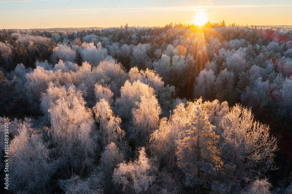Frosty Sunrise Over Winter Forest