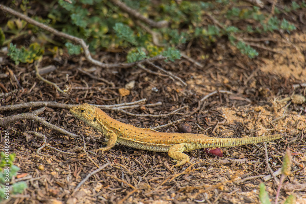 Wild Encounters: Sand Lizard Reptiles in Their Natural Habitat Wild Encounters: Sand Lizard Reptiles in Their Natural Habitat