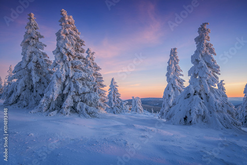 Snow-covered Pine Trees at Sunset