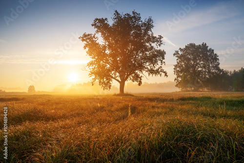 Slika na platnu Sunrise Over Misty Field with Lone Tree