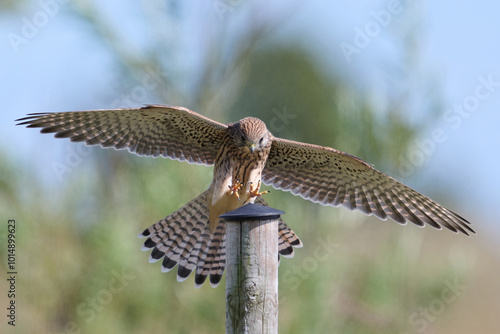 Common kestrel (Falco tinnunculus)