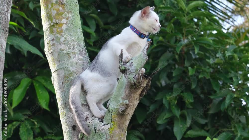 A gray and white mixed-breed cat is seen playing on a tree branch. The feline's playful nature contrasts with its agile stance, balancing on the branch against a backdrop of lush greenery. A gray and white mixed-breed cat is seen playing on a tree branch. The feline's playful nature contrasts with its agile stance, balancing on the branch against a backdrop of lush greenery.