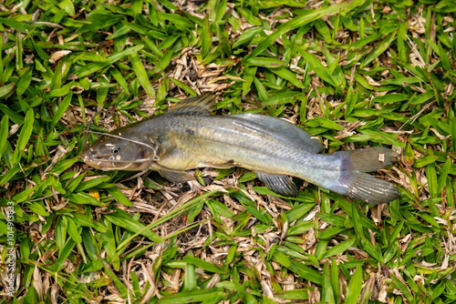 Fisherman, small wild catfish caught on hook photo