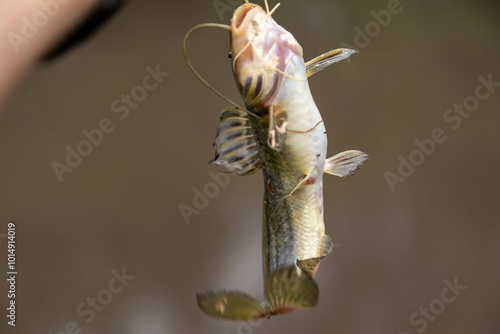 Fisherman, small wild catfish caught on hook photo