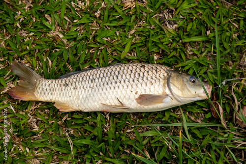 Beautiful wild carp fished in tropical Brazilian pond