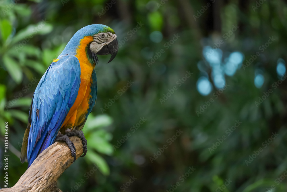 Naklejka premium Close up head the Blue macaw parrot bird in garden