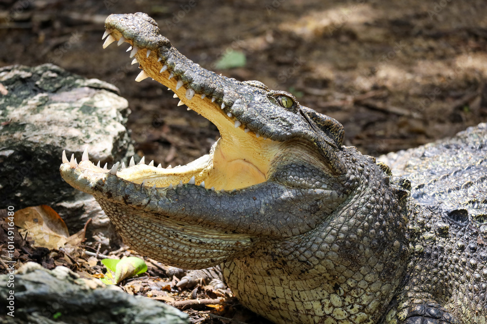 Fototapeta premium Close up crocodile is action show head in garden