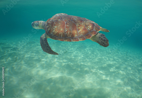 Photography a sea turtle on a reef in the caribbean sea