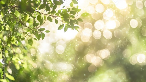 Enchanted Forest Sunlight and Greenery