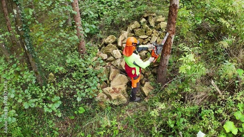 Chainsaw Worker Cutting Tree for Biomass Harvest
