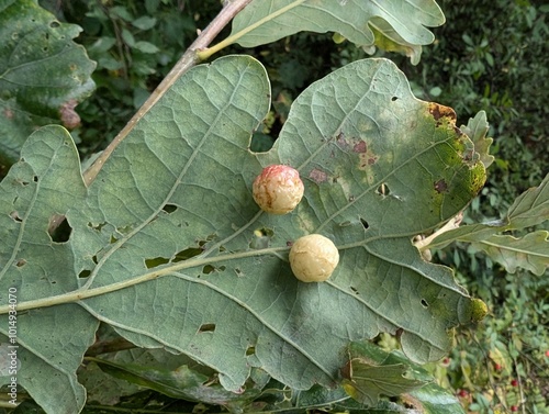 Photos Cherry galls on Oak, caused by the gall wasp Cynips quercusfolii
