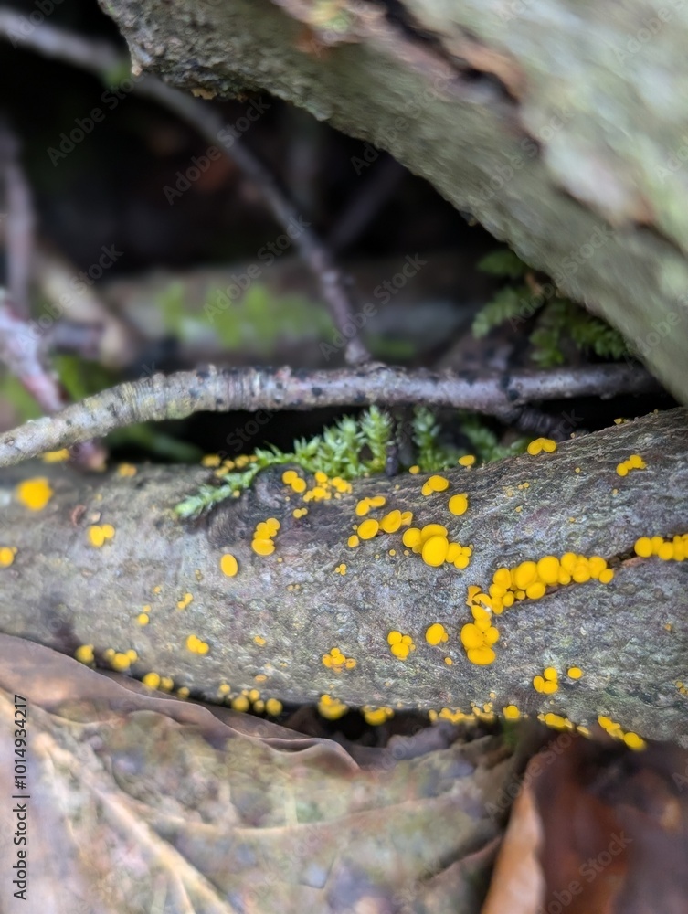 A fungus, probably Lemon Disco (Bisporella citrina), growing on dead wood A fungus, probably Lemon Disco (Bisporella citrina), growing on dead wood