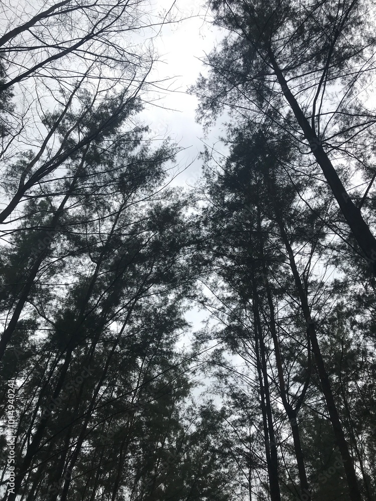Naklejka premium tree aestethic