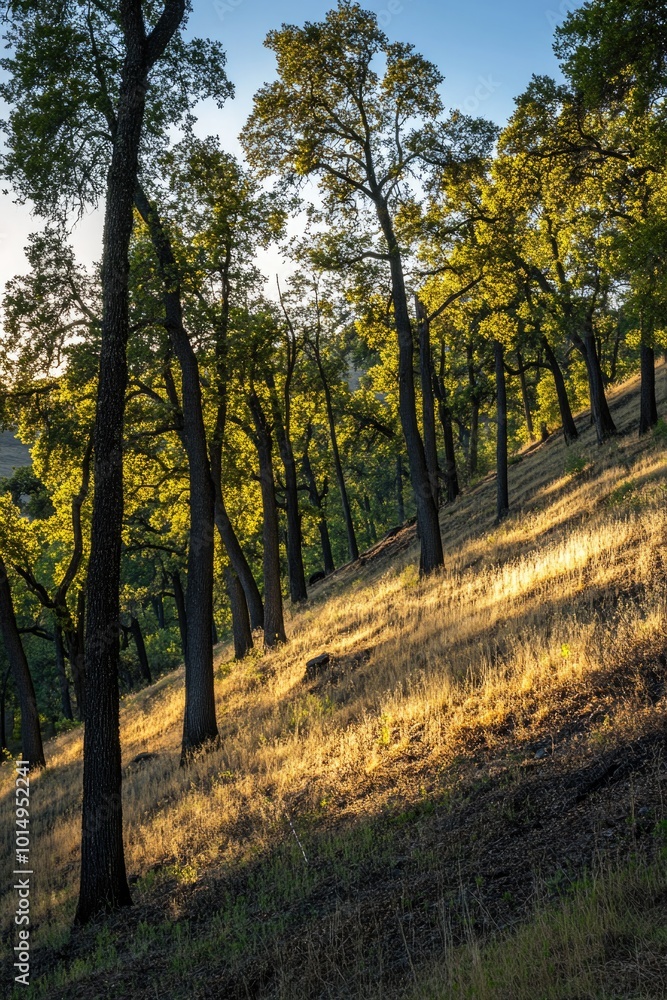 Fototapeta premium Horse grazing in tree-lined field