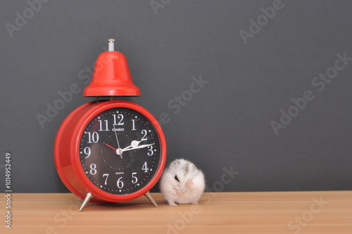 Red alarm clock on wooden table with hamster with black background