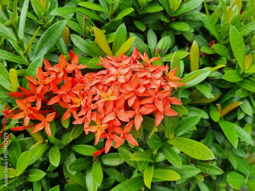 Red Ashoka blooming in the garden photo