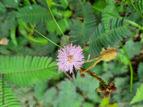 Mimosa pudica, a plant that is sensitive to touch. Its leaves will close when touched. photo