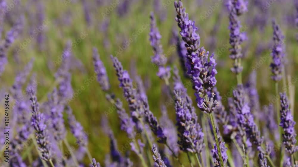 Lavender flowers on field. Provence in France.
Lavender flowers on field. Provence in France.