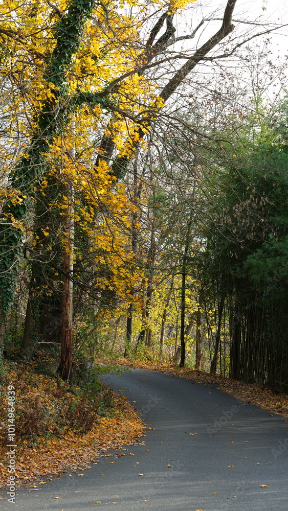 Naklejka premium The colorful forest view in the natural park in autumn 