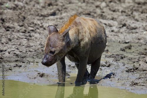 A Hyena at a water hole at Selous Game reserve, Tanzania. photo