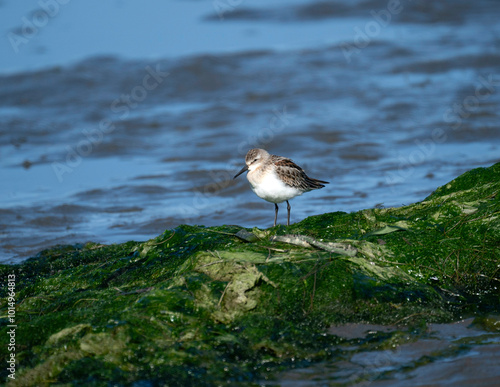 Juvenile Western Sandpiper on mudflats