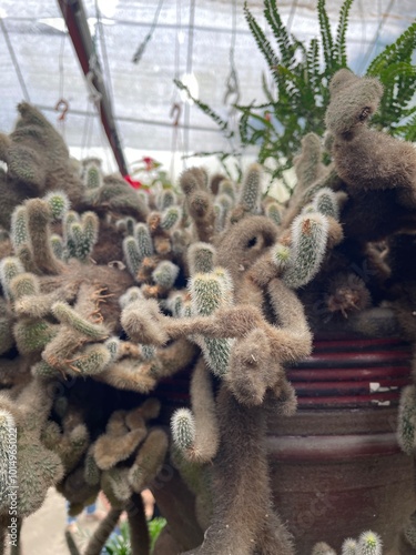 echinocereus cactus green plant in big marble pot photo