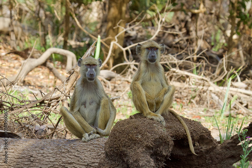 Yellow Baboon's at Selous Game Reserve, Tanzania.
 photo