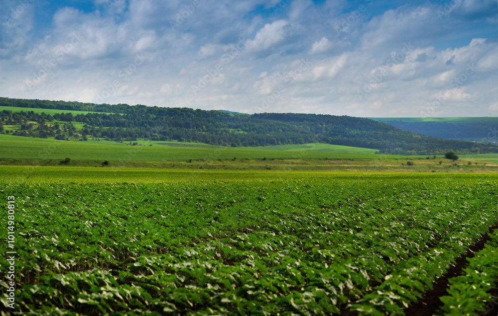 young plants, lines of sunflower sprouts in the field, beautiful sky with clouds young plants, lines of sunflower sprouts in the field, beautiful sky with clouds