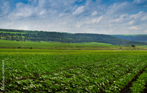 young plants, lines of sunflower sprouts in the field, beautiful sky with clouds
