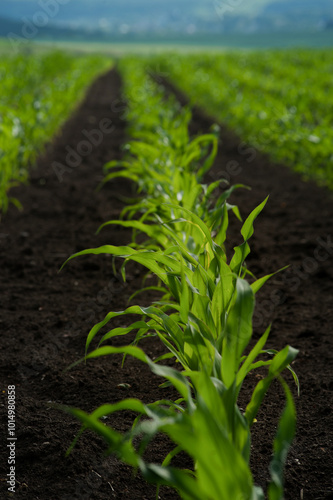 Green small corn sprouts in row of cultivated agricultural field, low angle v...